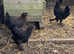 Black copper Marans