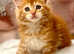 *TICA REG* RED GINGER MAINE COON KITTENS