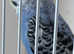 Baby budgie ring number 13 2025 rung