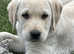 Gorgeous Goldador puppies