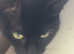 Cat for sale