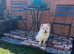 8 Month Chow Chow seeking home