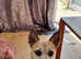 Male dog for sale