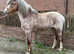 Registered welsh a colt 4 years old