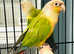 Baby Pineapple conure Talking parrot