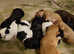 Springador Just born, 10 beautiful puppies, 3 females and 7 males,
