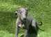 Blue whippet pups ready now