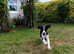 Lovely male pup RESERVED
