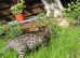 Male Savannah kitten READY NOW