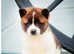 American Akita pups