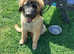 Beautiful Leonberger pup