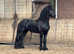3 y old friesian Stallion