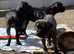 Pedigree Cane Corso Pups for Sale