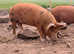 2 mth old piglet for sale