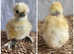 *BRAND NEW SHOWGIRL AND SILKIE/SATIN CHICKS *MUST SEE*