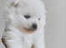 KC white Pomeranian boy