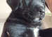 Rotty cross 9 weeks old