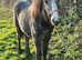 Pretty yealing blue Roan filly