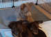 Tiny purebred Russian Toy puppies long-haired