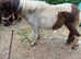 Bay & white Shetland filly