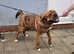 Stunning bandog male available