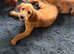 Irish Setter Dog Pup - KC reg £1050