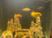 Variety of 6 Cichlids with or without tank for sale