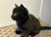 Siberian cross kittens for sale