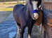 Rising 2yr old black cob gelding, standing at 12.3hh