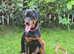 Rottweiler puppies ready 24 may only girls left