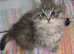Pedigree  Siberian  kittens