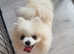 Tiny pomeranian girl