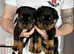Kc Reg Rottweiler Puppies Impressive Bloodlines