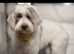 Saint Bernard cross Romanian mioritic shepherd