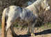 Top quality cob mare