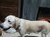 Golden Retriever Female 18 months