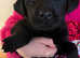 BEAUTIFUL PEDIGREE BLACK LABRADOR PUPPIES DRAKESHEAD LINEAGE