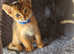 Stunning Abyssinians
