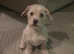 Norfolk terrier