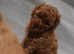 Beautiful fluffy poodle babies