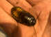 Hissing cockroaches and small enclosure