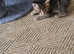 Stunning ragdoll x spynx kittens READY 13TH MAY