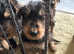 Last 2 KC Registered Airedale pups - ready to leave now