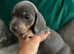 Miniature Dachshund Puppies Ready to Leave