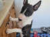 English bull terrier boy