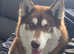 siberian husky