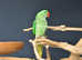 Baby Alexanderine Talking Parrot,18