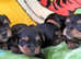 YORKSHIRE TERRIER PUPPIES