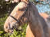 Super Allrounder Cob 15.1hh 6 year old