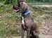 Springer spaniel age 2
